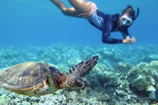 snorkling turtle ocean reef hawaii oahu