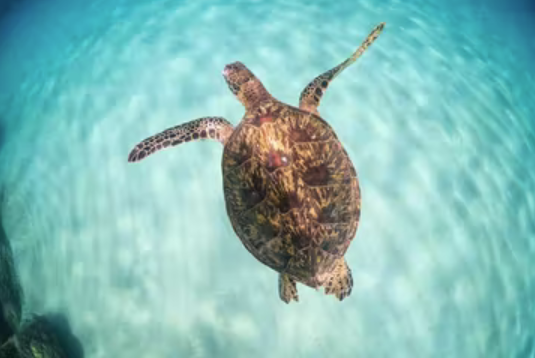 hawaii sea turtle