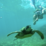 hawaii oahu turtle ocean snorkling