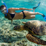 snorkling hawaii sea turtle oahu