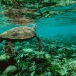 hawaii oahu turtle ocean