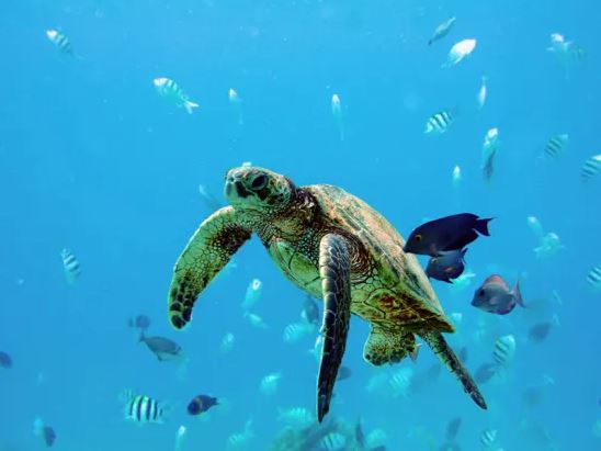 port waikiki cruise oahu hawaii sea turtle
