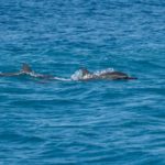 port waikiki cruises oahu hawaii dolphins ocean