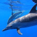 underwater dolphins hawaii oahu