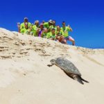 turtle beach oahu hawaii tour