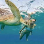 snorkling turtle oahu hawaii