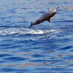 dolphin jump oahu hawaii ocean