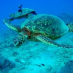 sea turtles oahu hawaii ocean