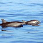 oahu hawaii dolphins