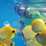 tropical fish snorkel oahu hawaii ocean
