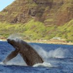 whale jumping oahu hawaii ocean